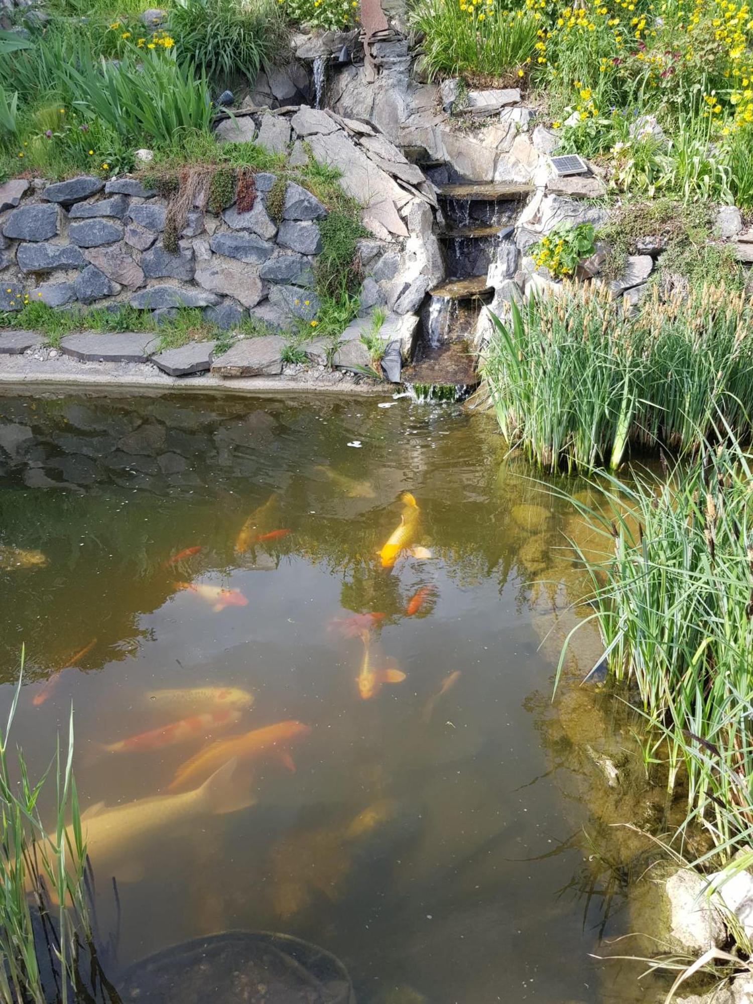 Wohlfuehlen Am Gartenteich Oberzissen 外观 照片